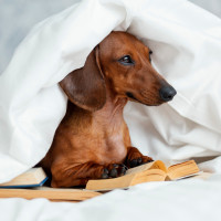 Ваш питомец – наш желанный гость