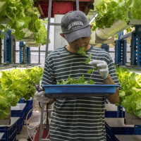 Посол России рассказал о проявлении интереса бизнеса к трудовым мигрантам из Индонезии