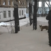 Лиса пришла в офис компании Цербер в центре Перми