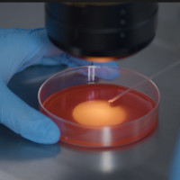 Почему беременность не наступает: репродуктологи Ecofamily Clinic разберут на открытой встрече 14 февраля