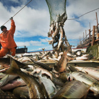 Атлантический передел: как российский бизнес может занять нишу в рыболовстве Гвинеи-Бисау