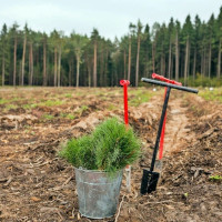 В Егорьевске высадили 700 тыс деревьев с 2013 года