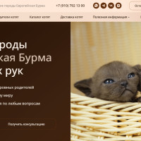 Кейс: 54 заявки за первый месяц работы сайта питомника кошек