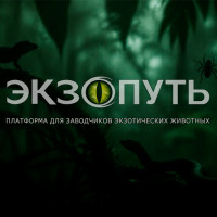 Как без бюджета и с устаревшими знаниями я свой pet-проект разрабатывал