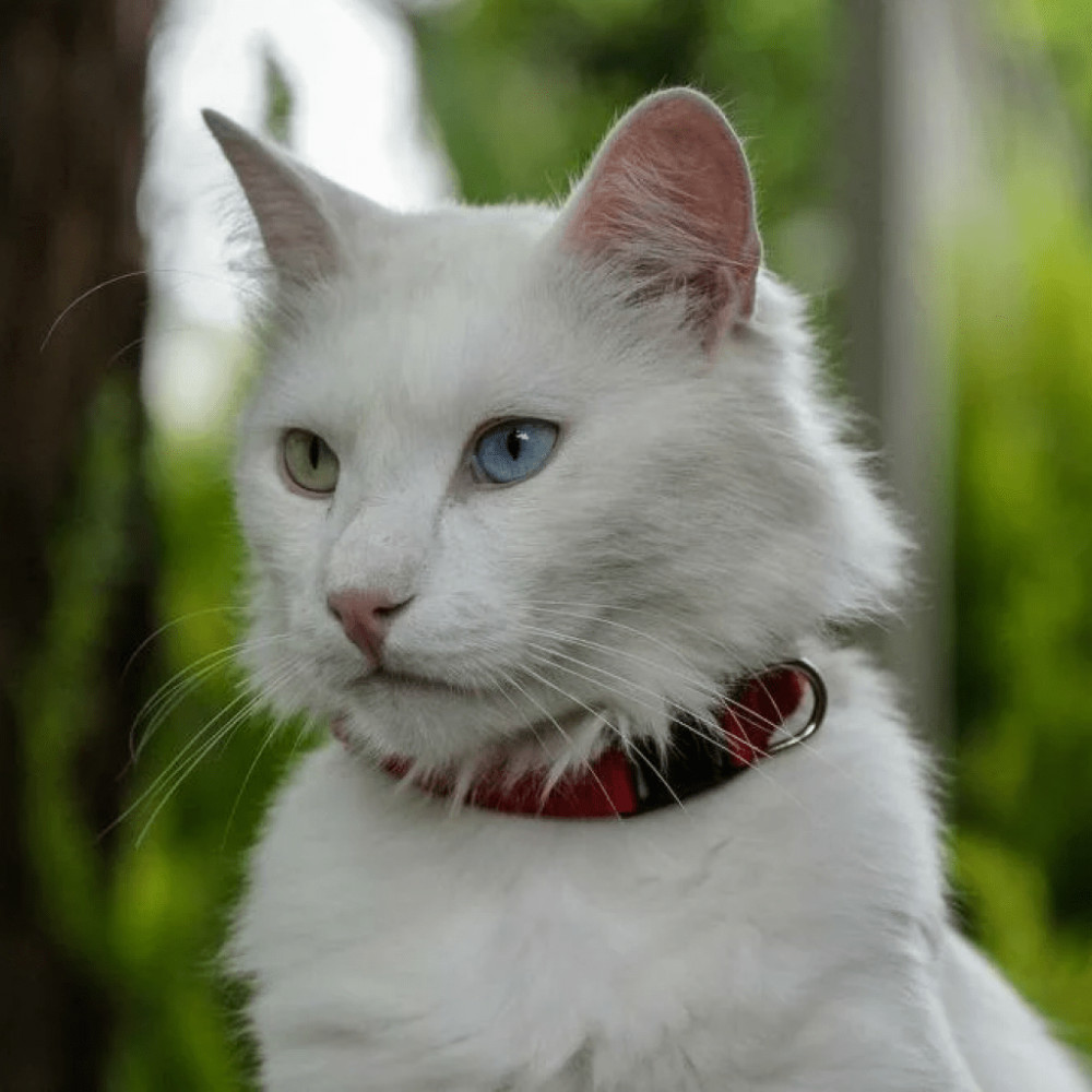 порода кошек турецкая ангора фото