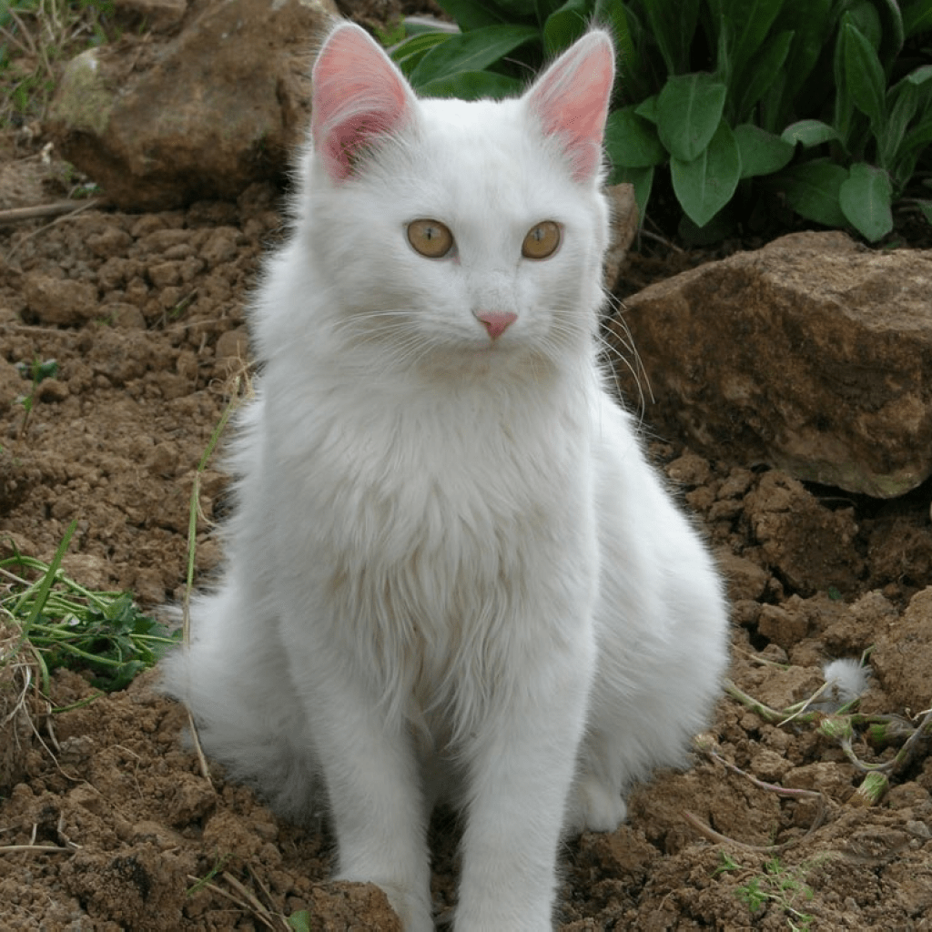 Кошка турчанка 6 букв. Ван (турецкая кошка ван). Турецкий ван. Турецкая ангора кошка. Турецкая ангора кошка.