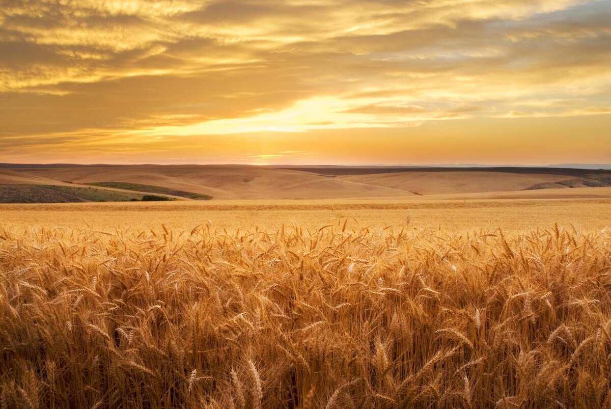 Фото пшеничного поля в хорошем качестве