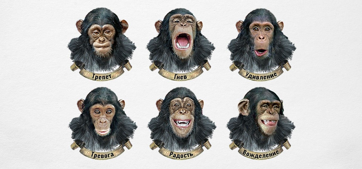 Почему у обезьян нет бороды