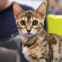 Юристы рассказали, зачем регистрировать домашних животных