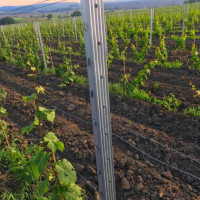 Для чего нужна шпалера металлическая?