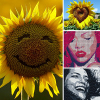 Бизнес идея №34. ПОДСОЛНУХИ