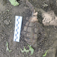 Сотрудники Росгвардии обследовали и уничтожили гранату времен Великой Отечественной войны