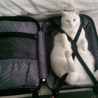 Переезд в Сербию с домашним животным. Основные моменты