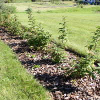 Организация условий для плодоношения малины в саду