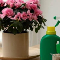 Удобрения для комнатных цветов и растений