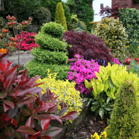 Декоративные кустарники: красота цветения в течение всего лета