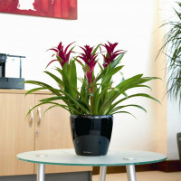 Гузмания: тропическая красота на вашем подоконнике