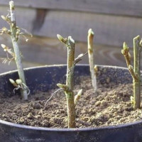 Зимнее черенкование: как вырастить сад, пока за окном мороз