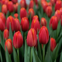 Тюльпаны: феерия красок и форм, которые покоряют сердца