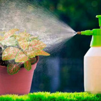 Масло нима для растений: почему его так ценят цветоводы?