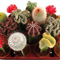 Уникальные виды кактусов гимнокалициумов