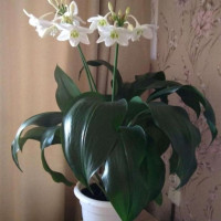 Эухарис: изящная амазонская лилия в вашем доме