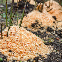 Весеннее пробуждение роз: как помочь королевам сада