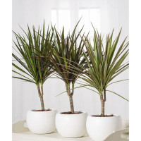 Почему сохнет и погибает драцена: 10 секретов спасения