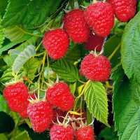 Уход за малиной после зимы: как получить богатый урожай