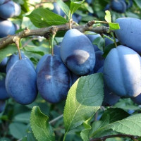 Уход за сливой в открытом грунте: полезные рекомендации