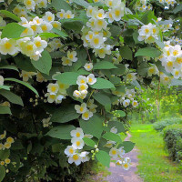 Стоит ли сажать жасмин на садовом участке?