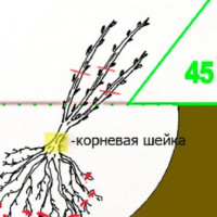 Посадка черной смородины: основные моменты
