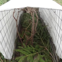 Подготовка винограда к зиме: как помочь плодовой культуре?