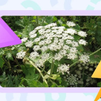 Инструкция: как избавиться от борщевика на участке