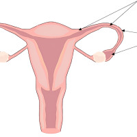 Ученые ПНИПУ и ПГМУ выяснили, в каких случаях асимметрия в репродуктивной женской системе не опасна