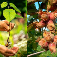 Выращивание фундука в Подмосковье: основные моменты