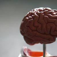 Технология ученых ПГМУ и ПНИПУ позволяет предсказывать образование опухолей мозга до появления симптомов