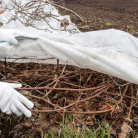 Актинидия в Подмосковье: как готовить растение к зиме?