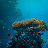 Океан как отдельная вселенная