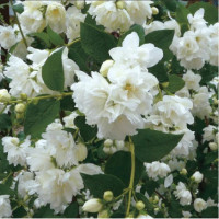 Обрезка садового жасмина: базовые рекомендации