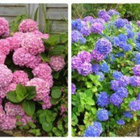 Изменение окраса соцветий гортензии: основные моменты