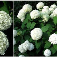 Особенности древовидной гортензии: что надо знать?