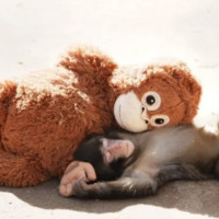 Эмоциональная коммуникация брендов: как «тёплые» истории строят доверие и вовлеченность