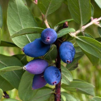 Особенности выращивания жимолости: что надо знать