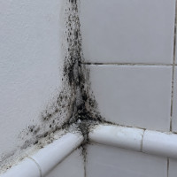 Чёрная плесень в квартире: чем опасна и как избавиться навсегда