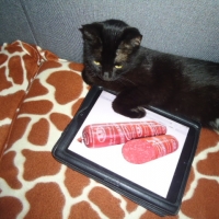 Новгородцев Петр