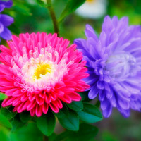 Лаура Степнова