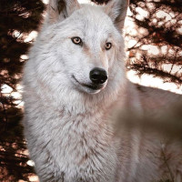 Алёна Светлова