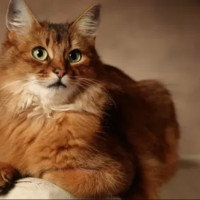 Аркадий Новицкий